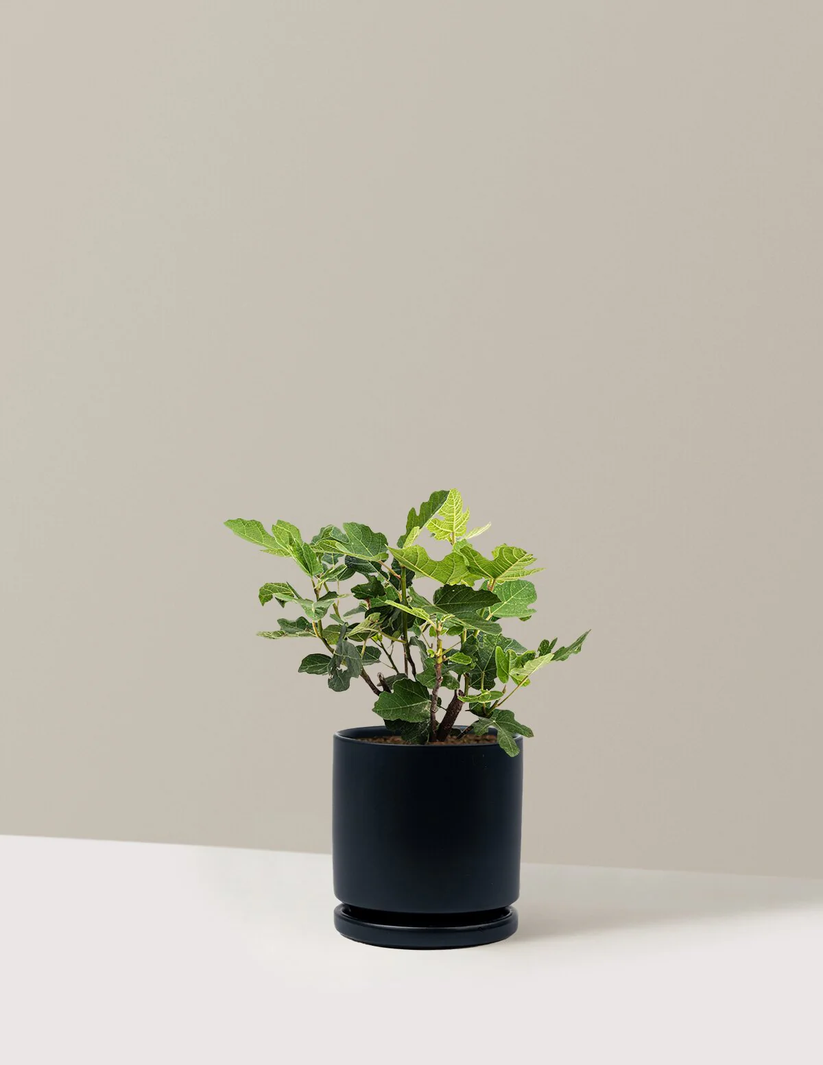 Chicago Hardy Fig Tree - Image 28
