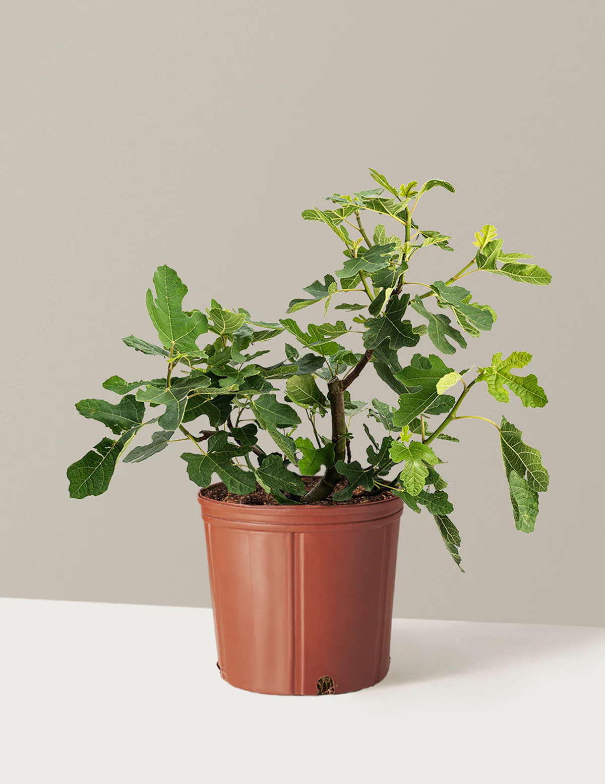 Chicago Hardy Fig Tree - Image 3