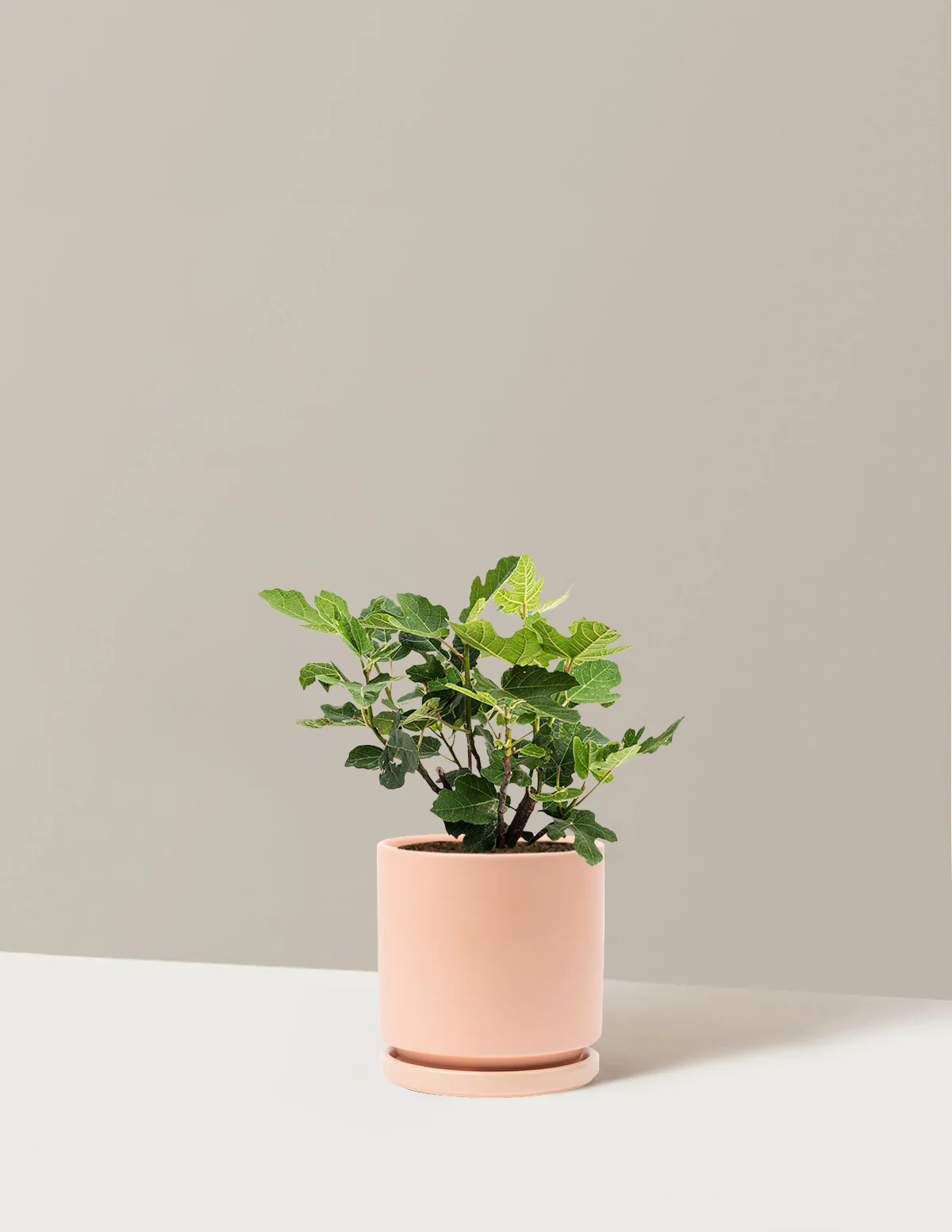 Chicago Hardy Fig Tree - Image 32