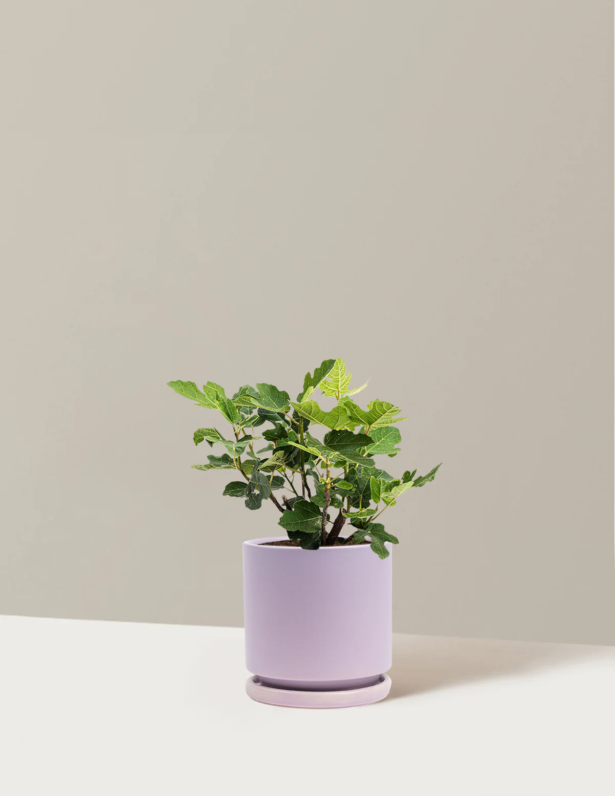 Chicago Hardy Fig Tree - Image 33