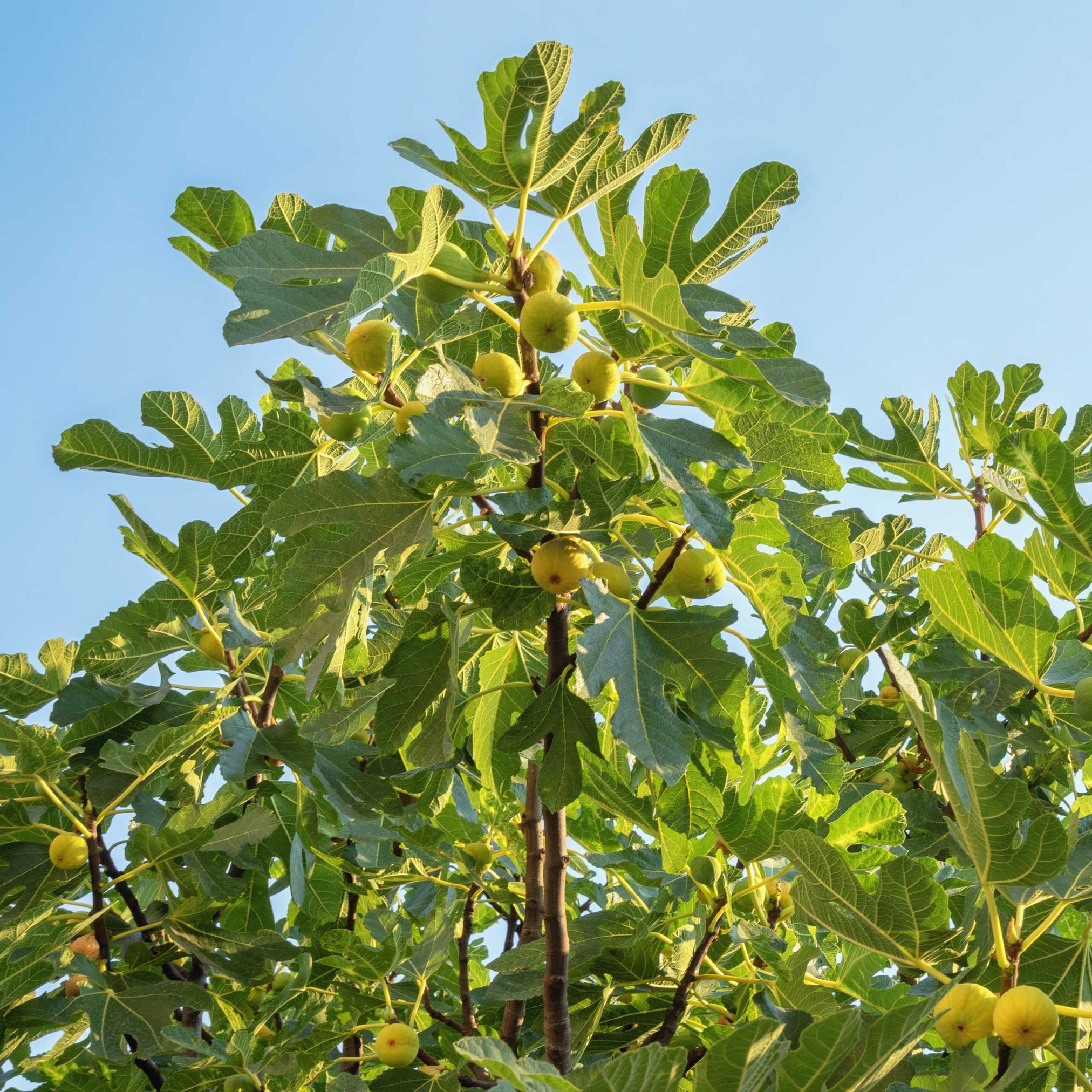 Chicago Hardy Fig Tree - Image 4