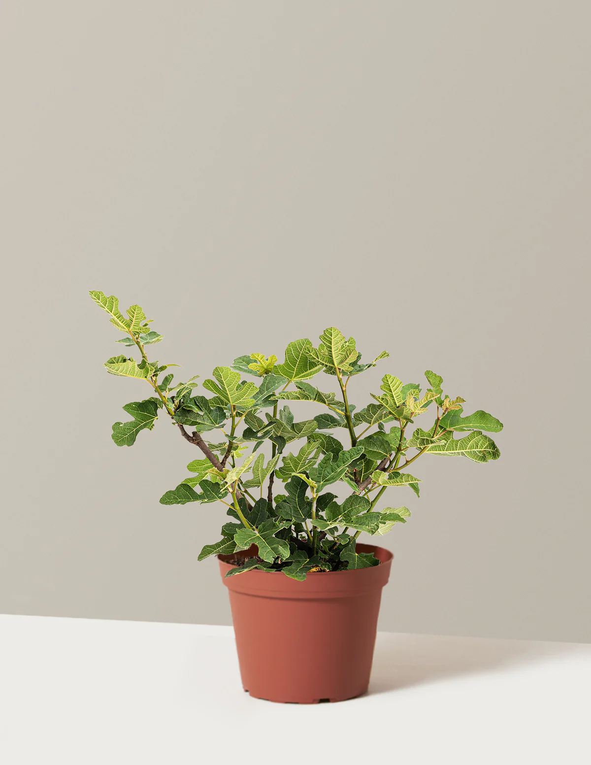 Chicago Hardy Fig Tree - Image 6