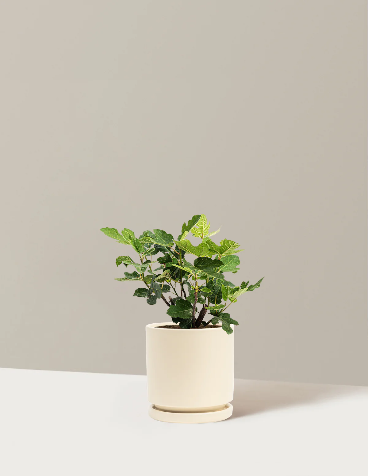 Chicago Hardy Fig Tree - Image 7