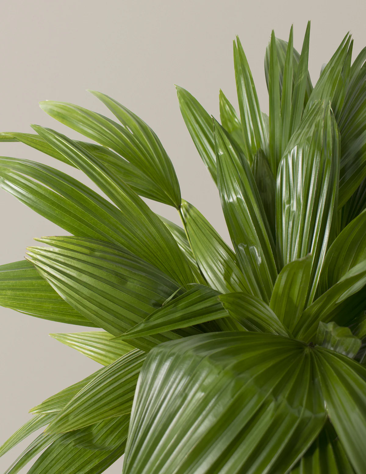 Fan Palm - Image 10