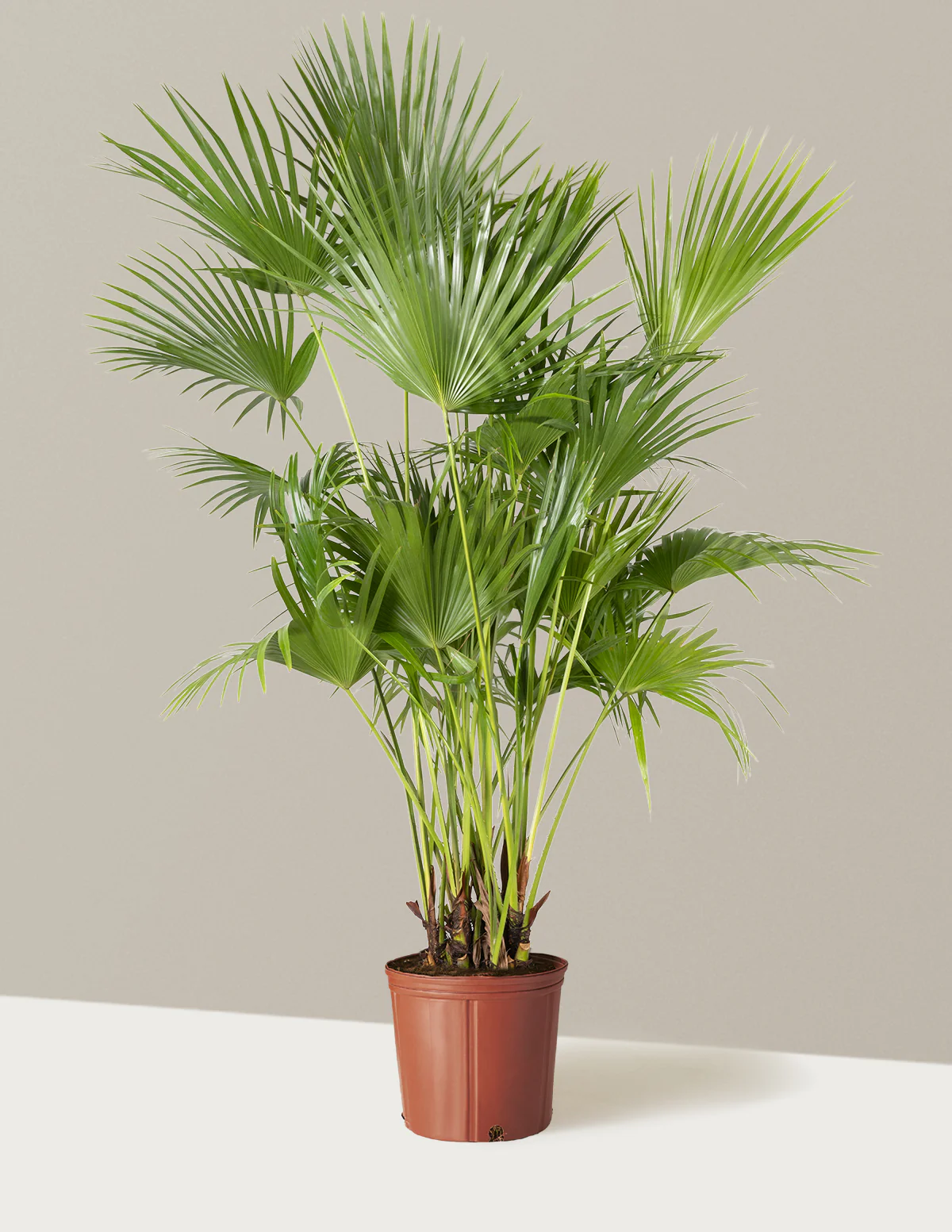Fan Palm - Image 21