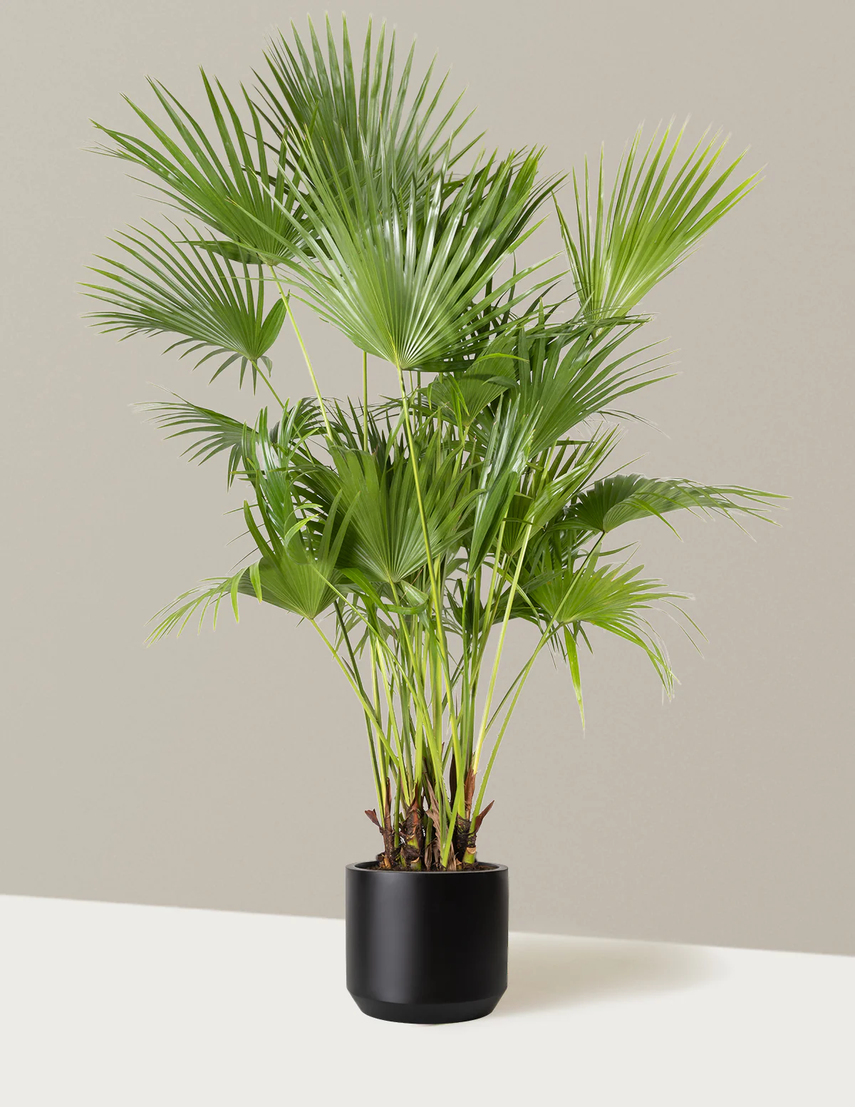 Fan Palm - Image 22