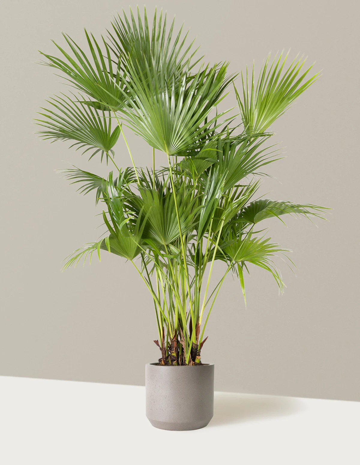 Fan Palm - Image 4