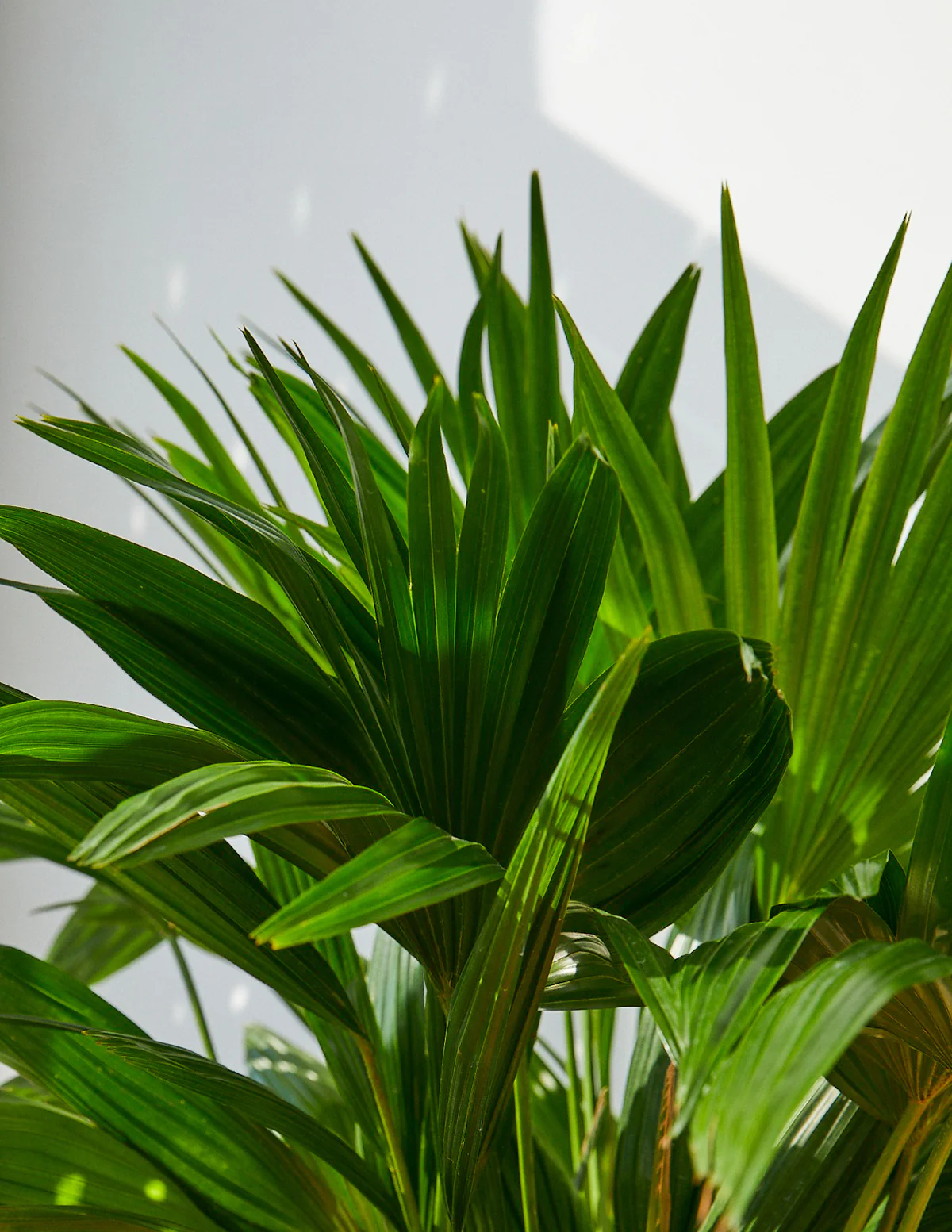 Fan Palm - Image 6