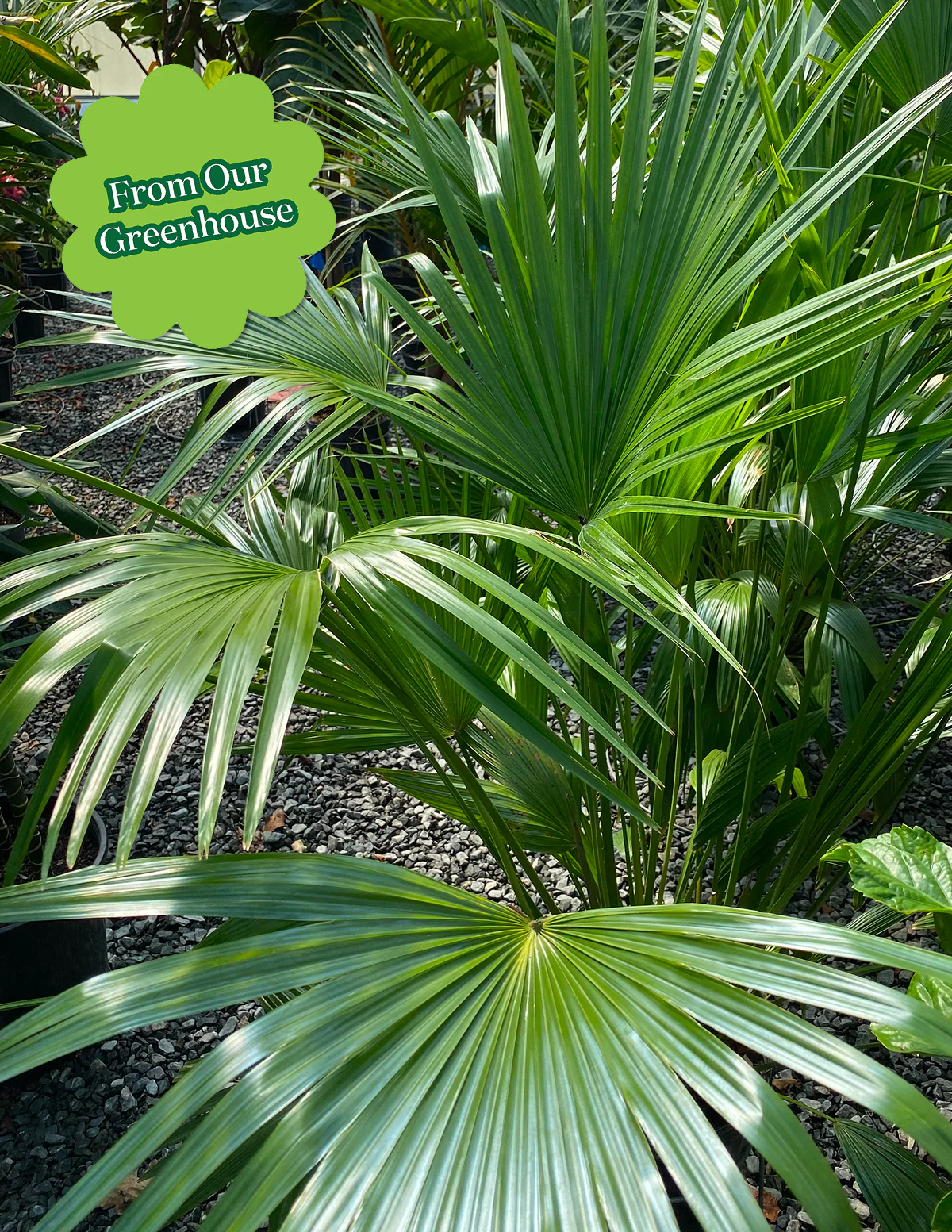 Fan Palm - Image 7