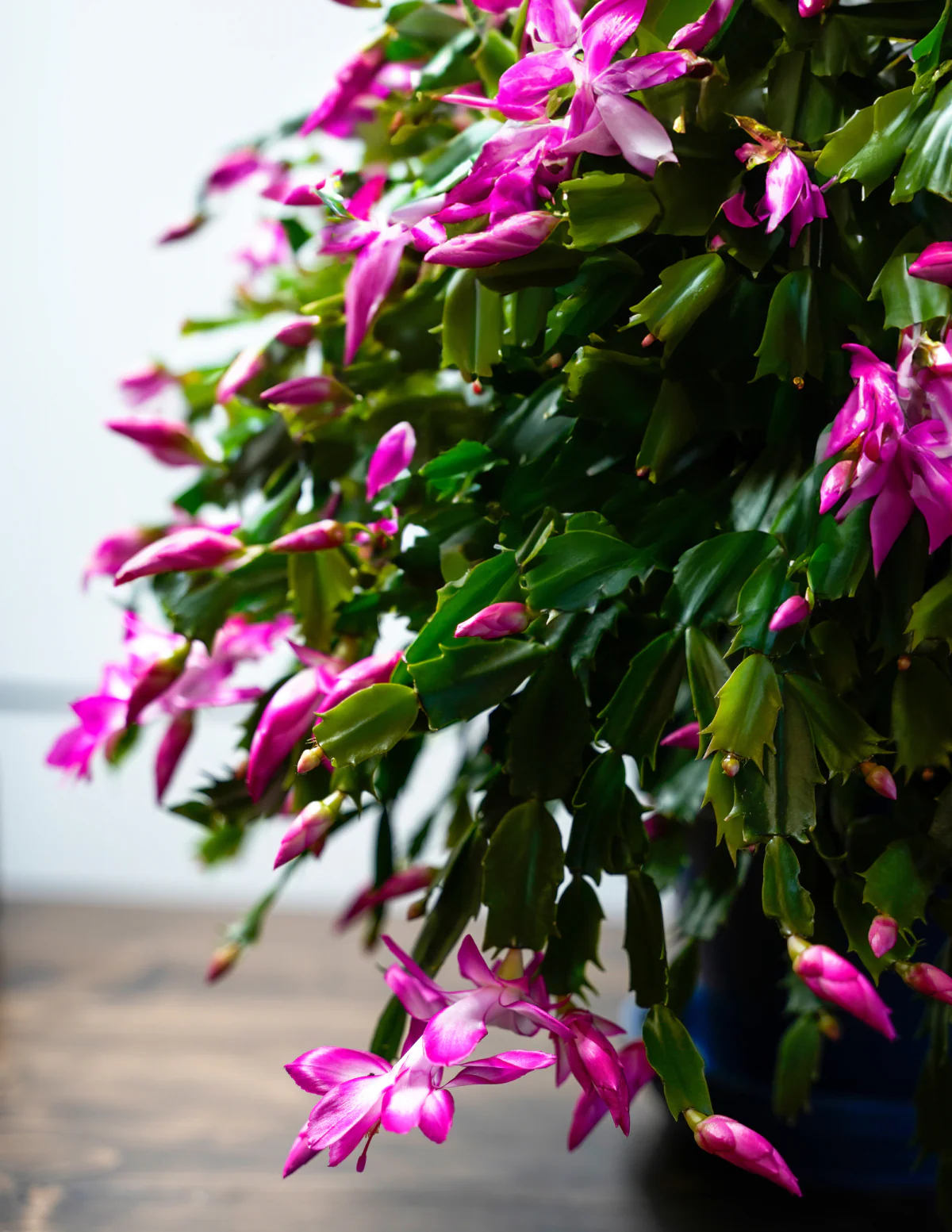 Seasonal Cactus Hanging Basket