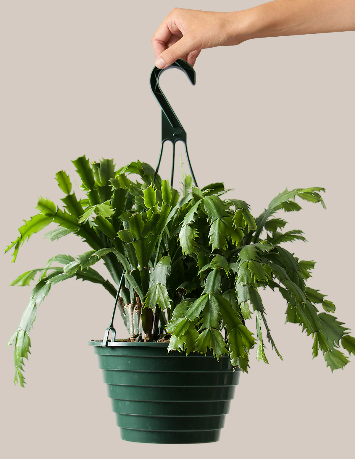 Seasonal Cactus Hanging Basket - Image 2
