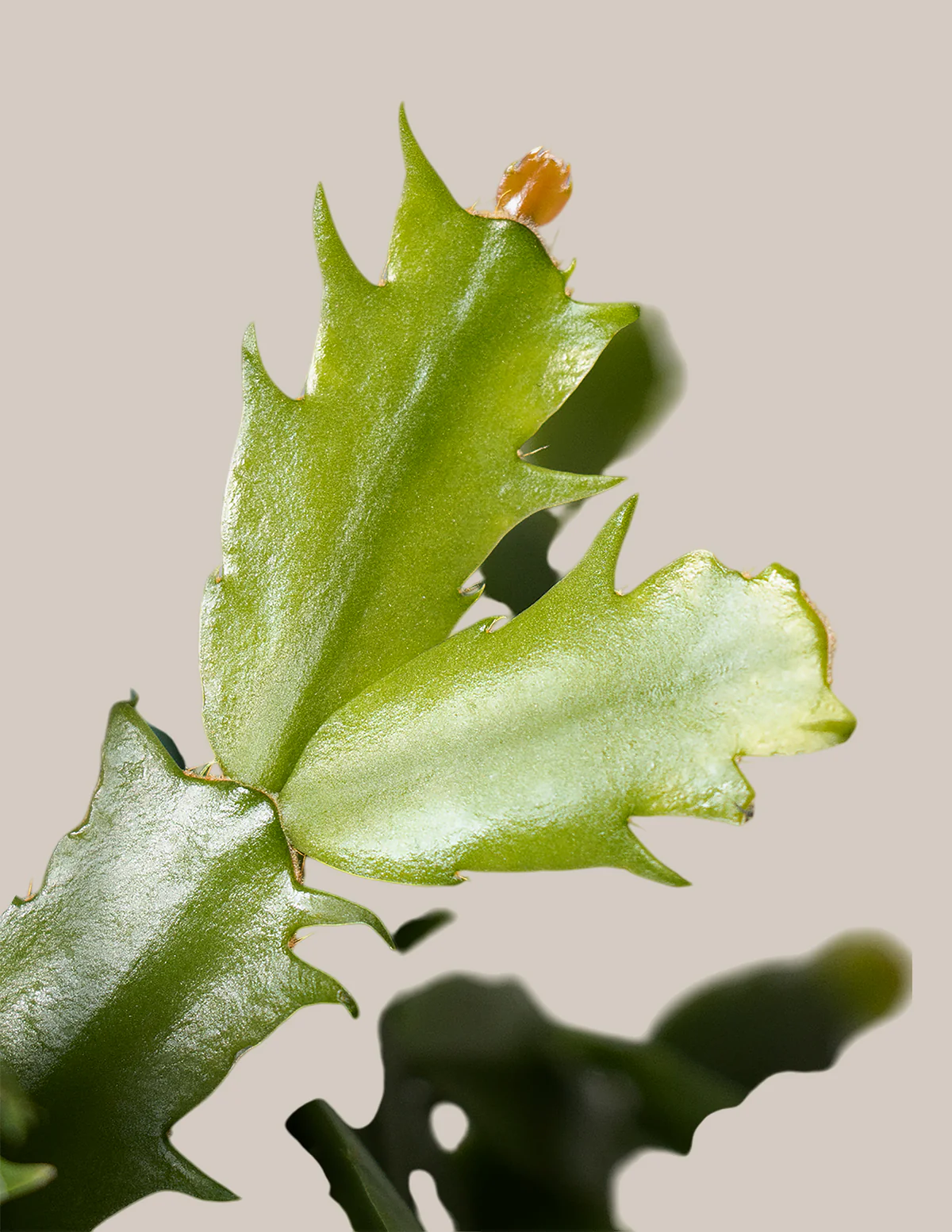 Seasonal Cactus Hanging Basket - Image 5