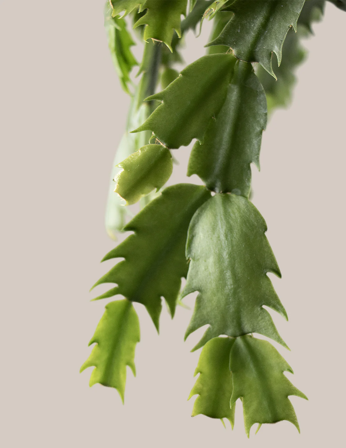 Seasonal Cactus Hanging Basket - Image 6
