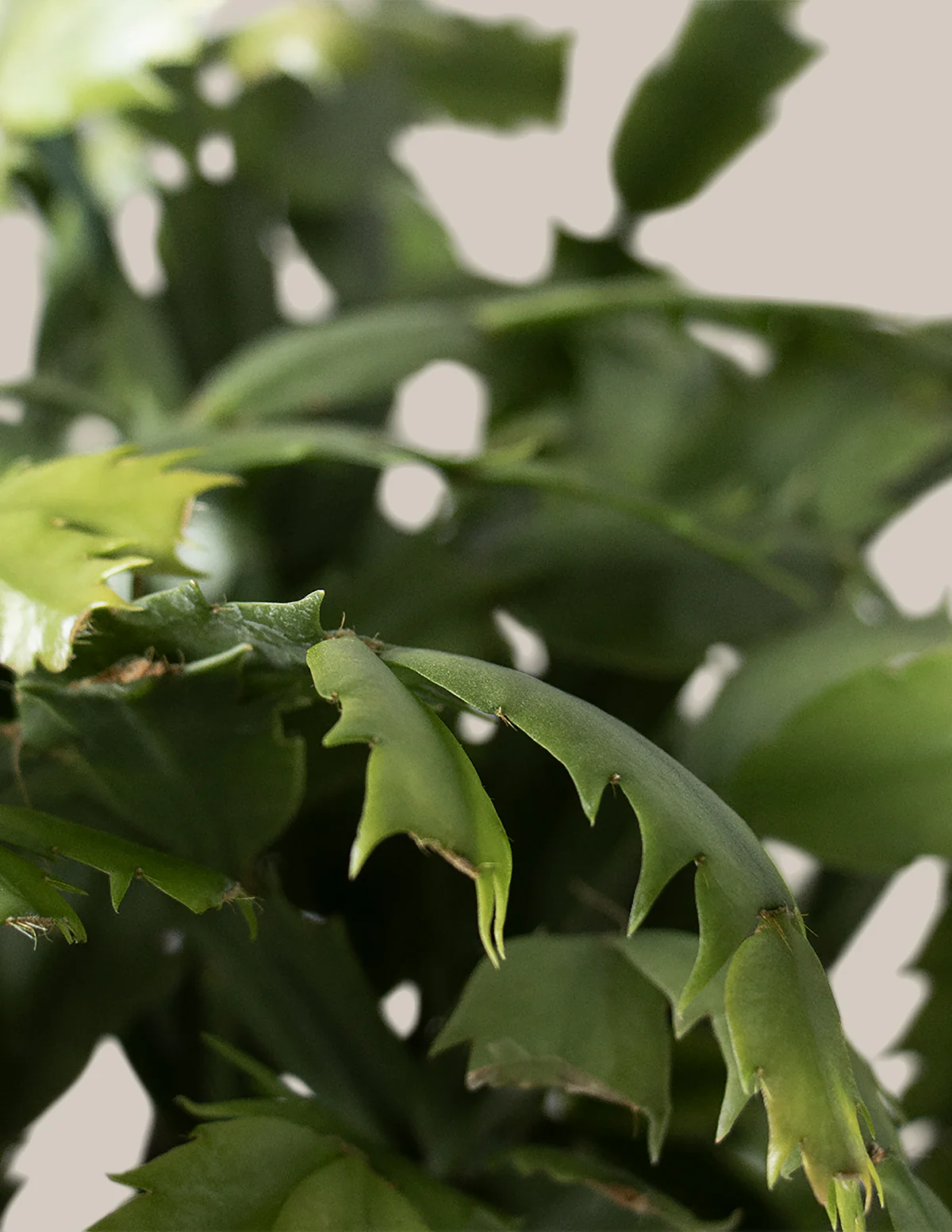 Seasonal Cactus Hanging Basket - Image 7