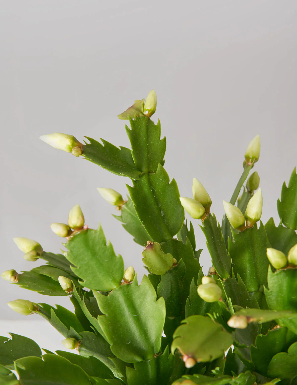 Seasonal Cactus Hanging Basket - Image 8