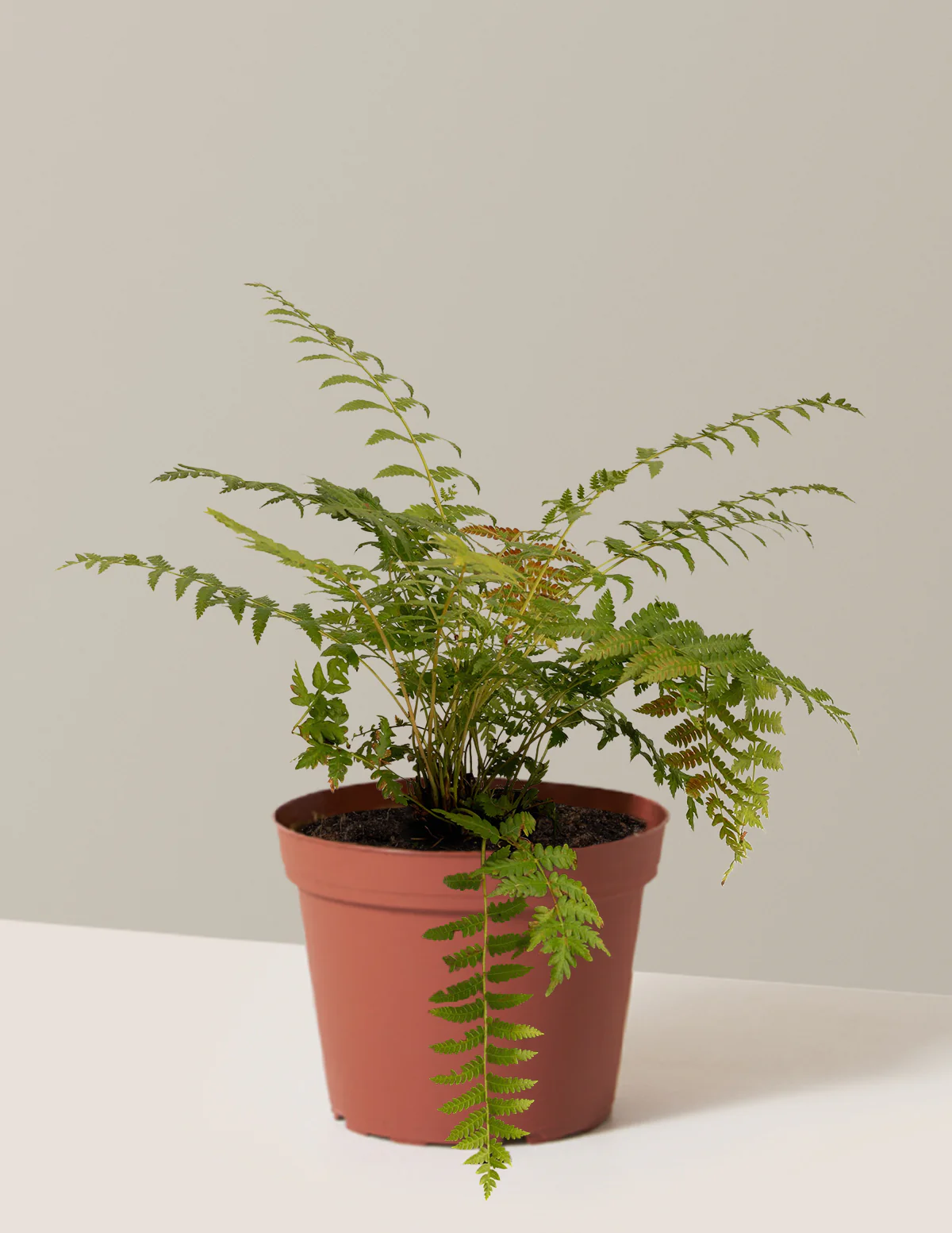 Cinnamon Fern