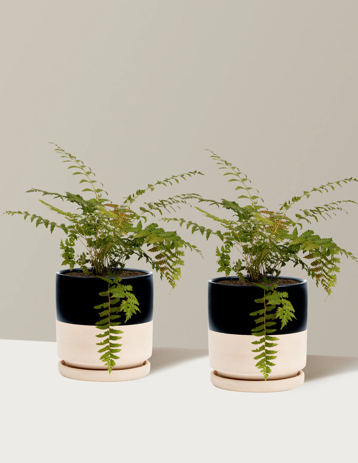 Cinnamon Fern - Image 10