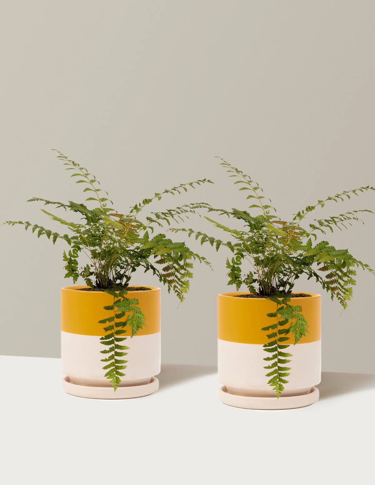 Cinnamon Fern - Image 11