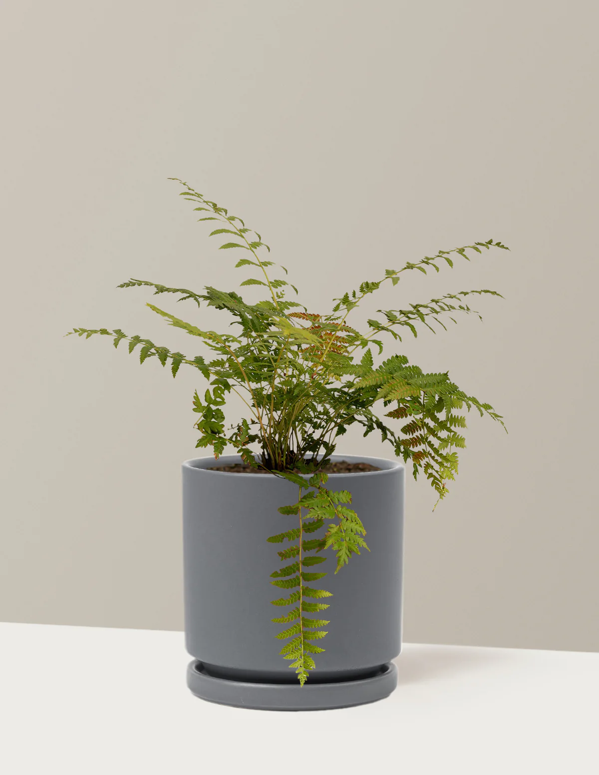 Cinnamon Fern - Image 12