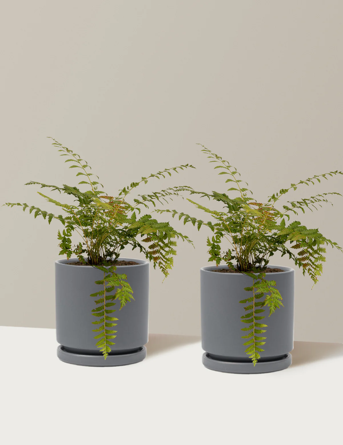 Cinnamon Fern - Image 13
