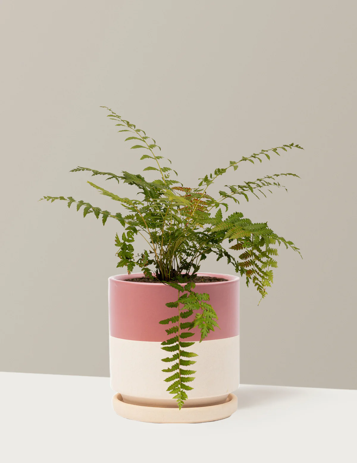 Cinnamon Fern - Image 14