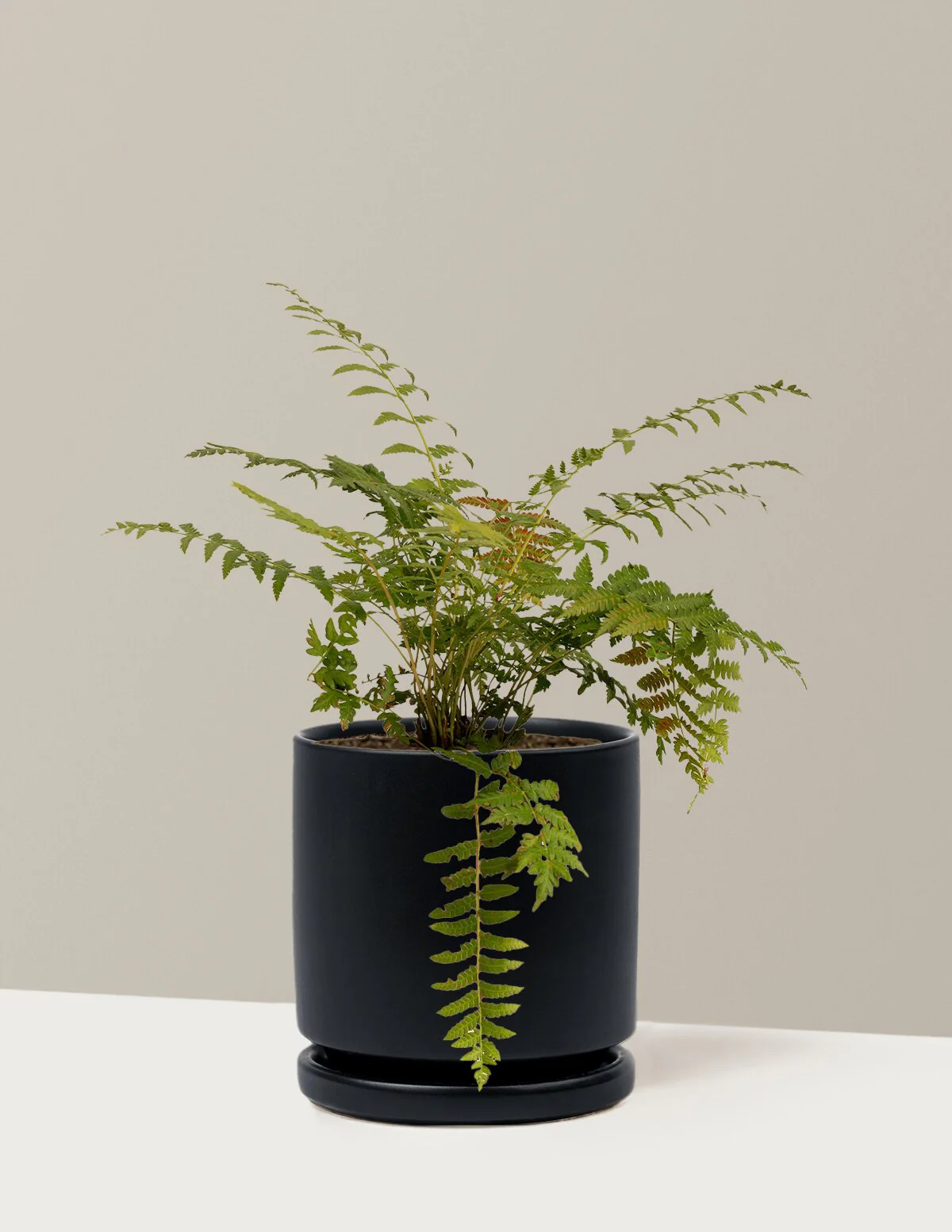 Cinnamon Fern - Image 15
