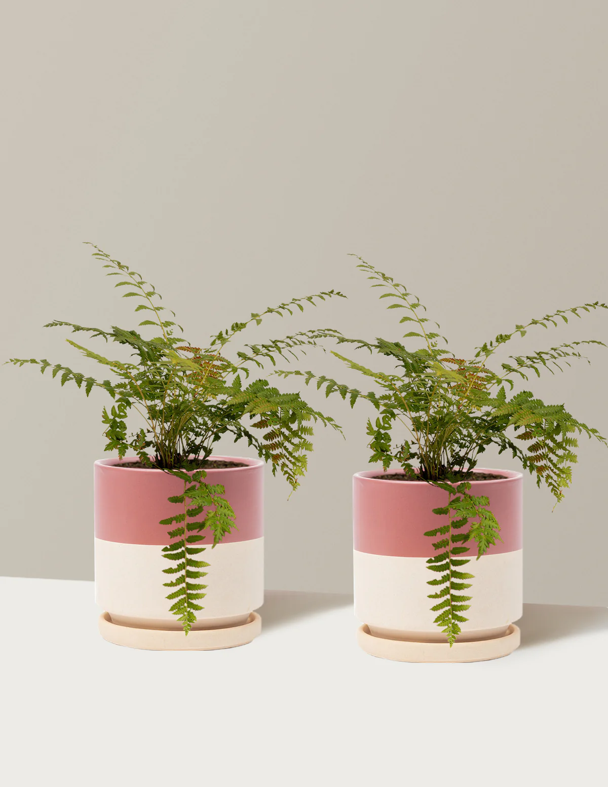 Cinnamon Fern - Image 16