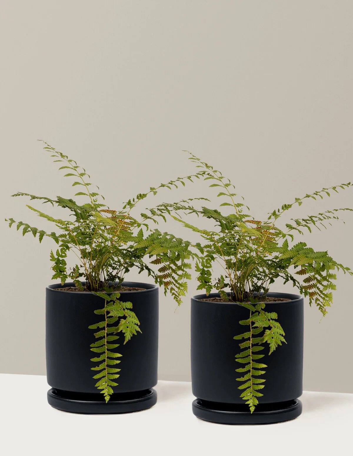 Cinnamon Fern - Image 17