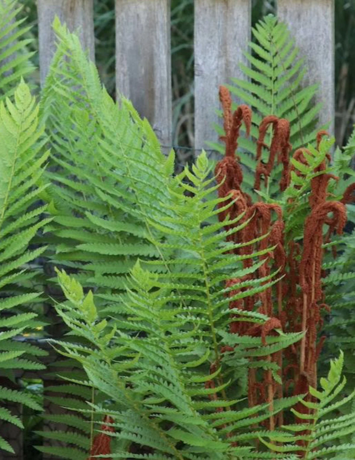 Cinnamon Fern - Image 3