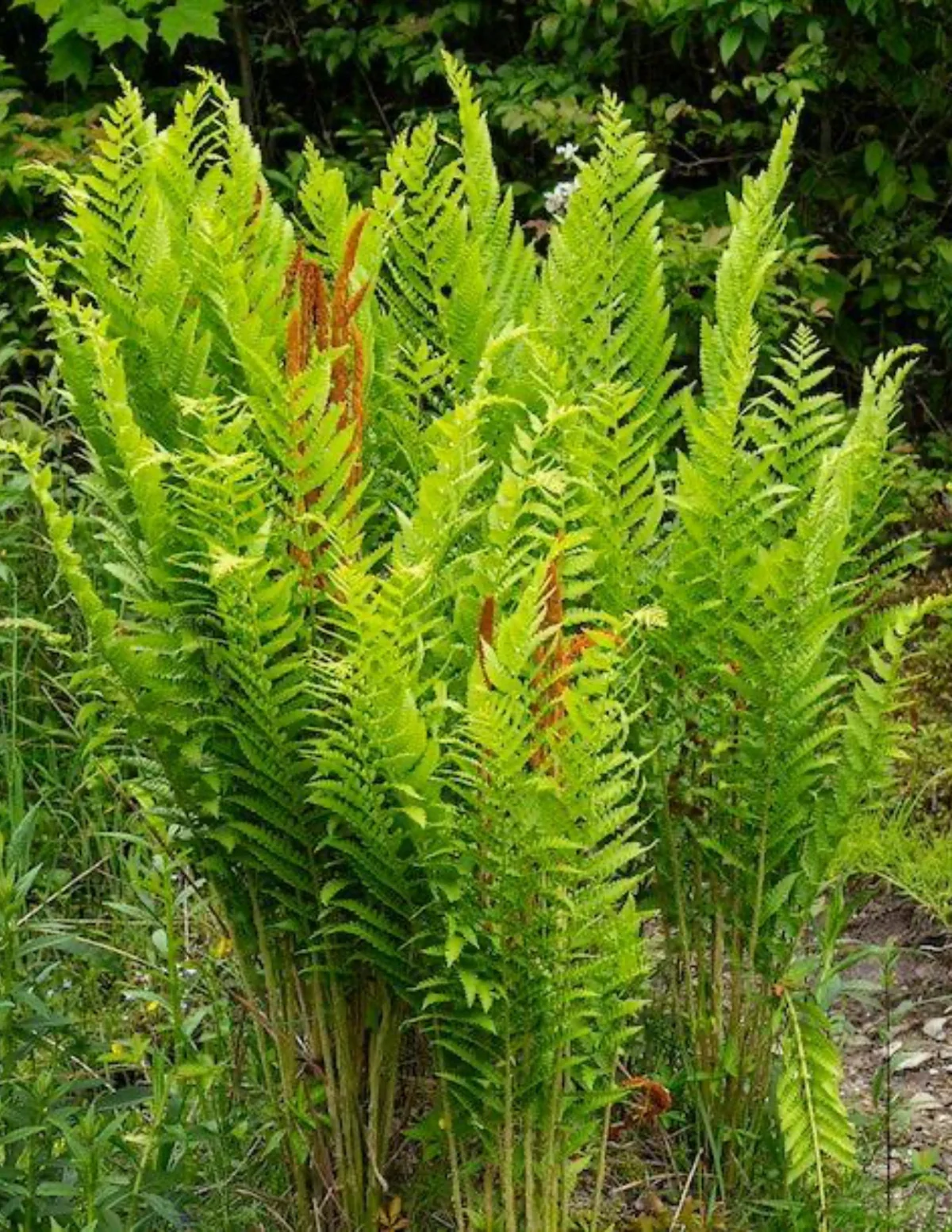 Cinnamon Fern - Image 4