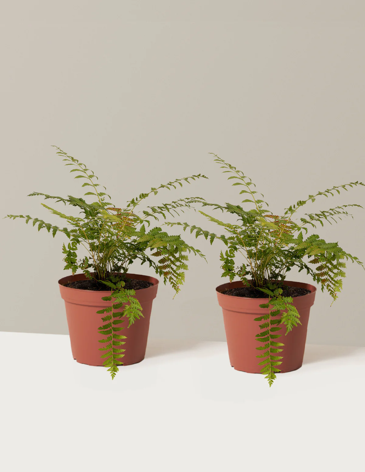 Cinnamon Fern - Image 5