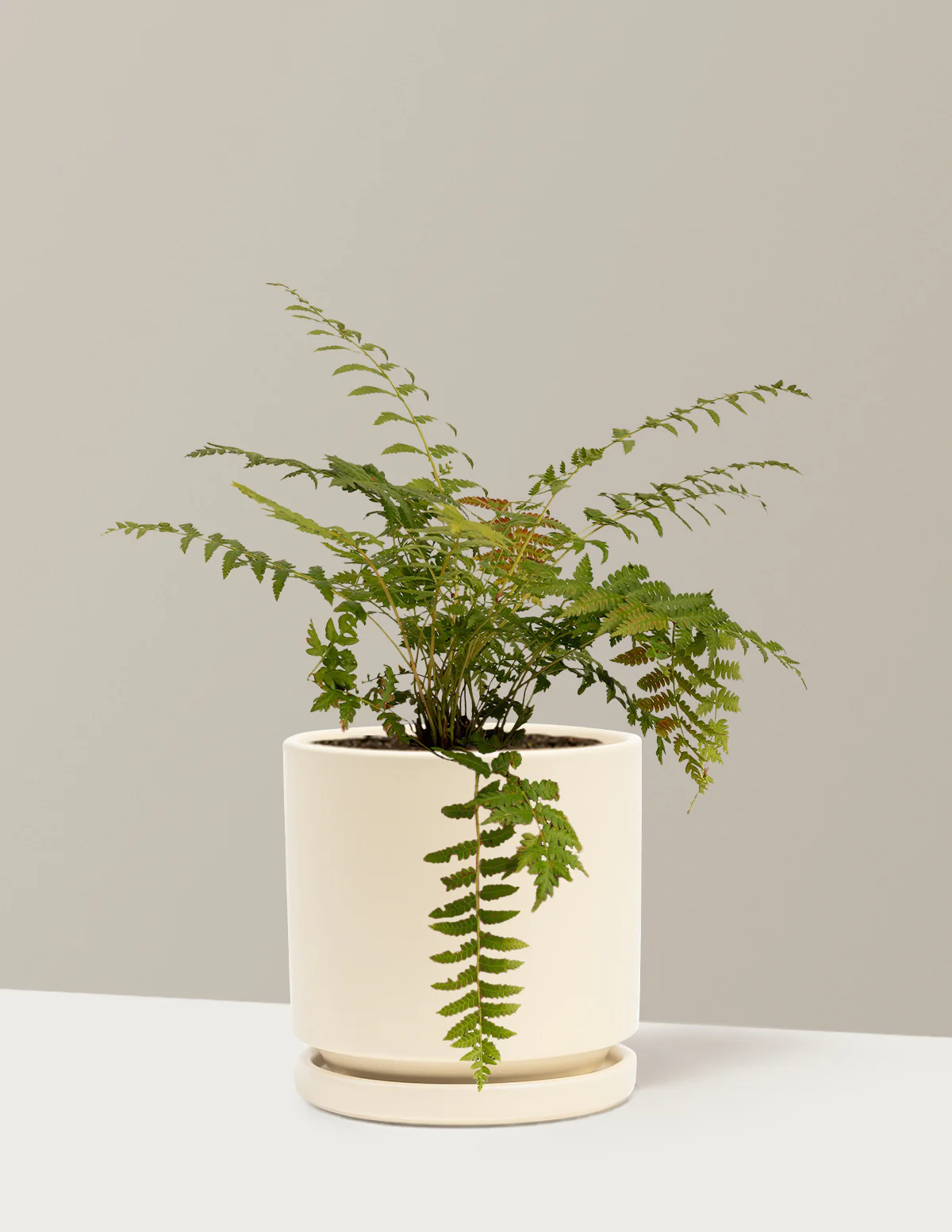 Cinnamon Fern - Image 6