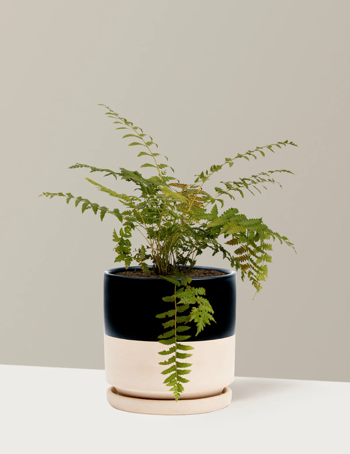 Cinnamon Fern - Image 7