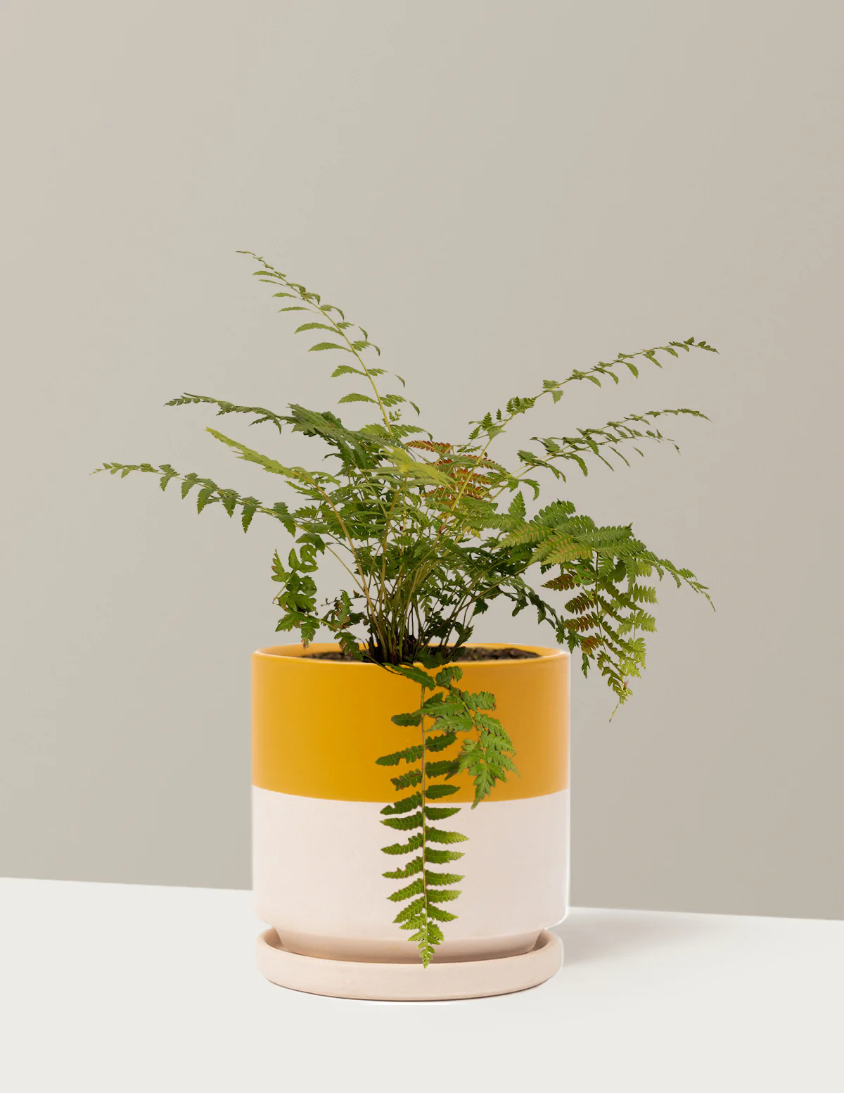 Cinnamon Fern - Image 8