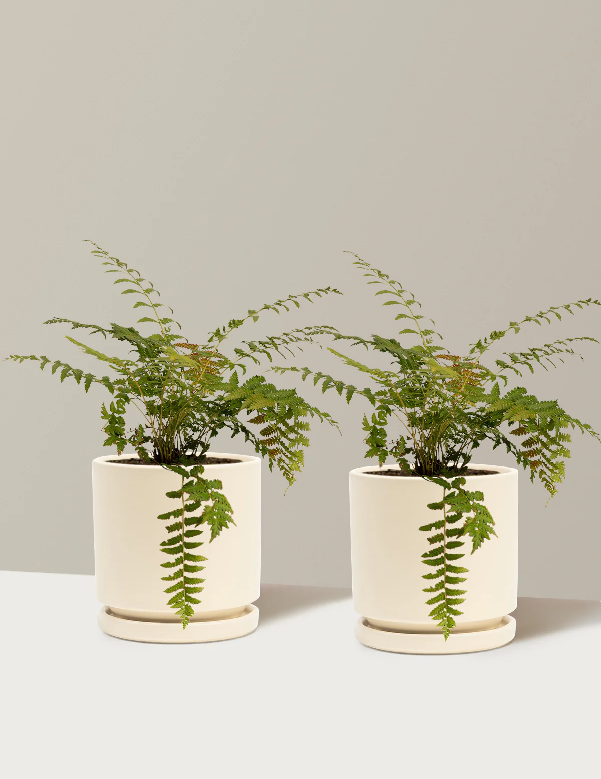Cinnamon Fern - Image 9