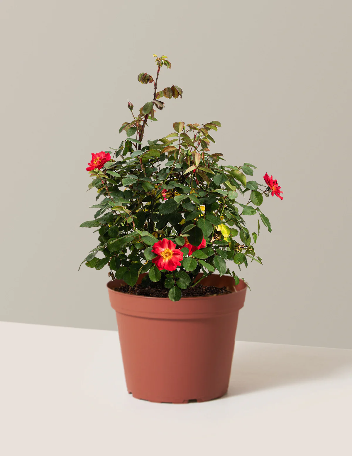 Cinnamon Hearts™ Rose - Image 3