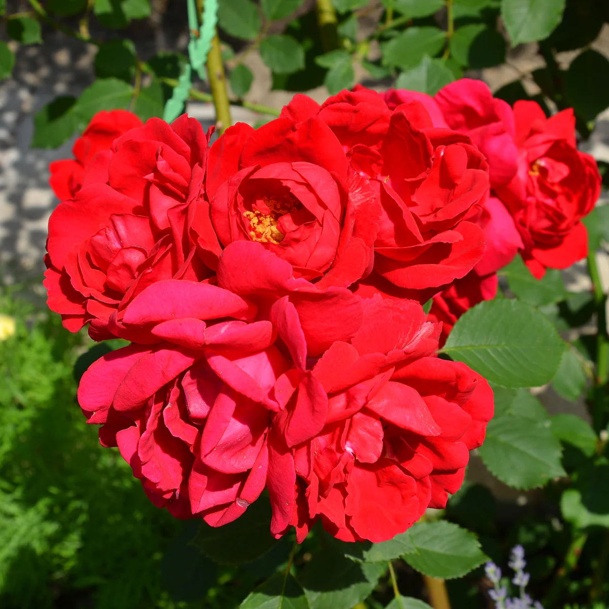 Cinnamon Hearts™ Rose - Image 4