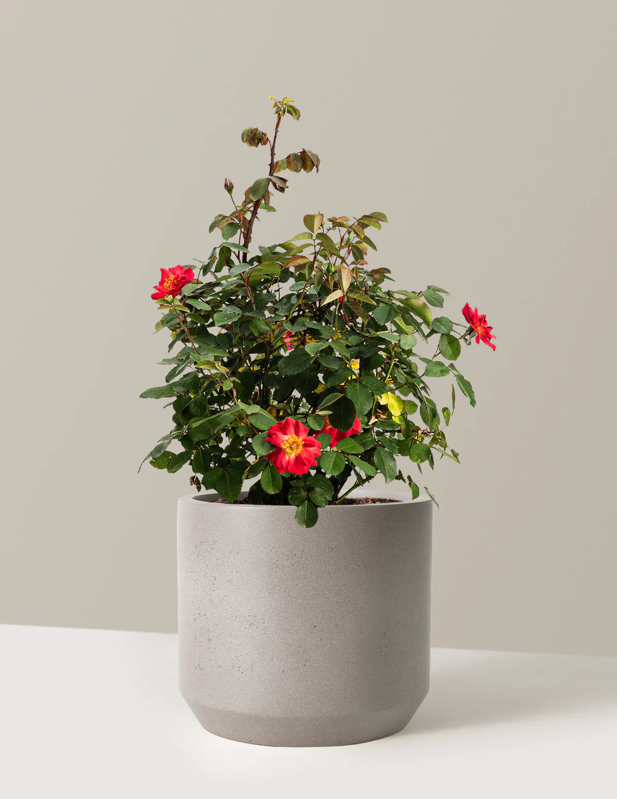 Cinnamon Hearts™ Rose - Image 6
