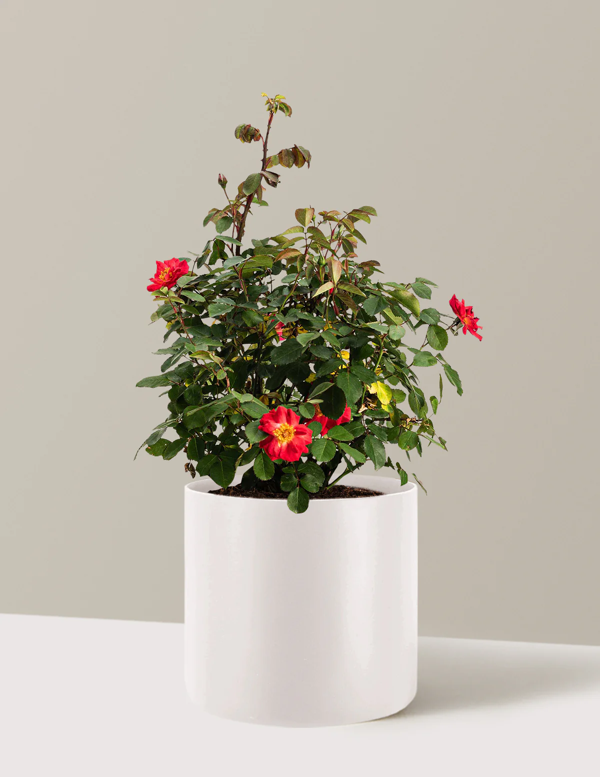 Cinnamon Hearts™ Rose - Image 8