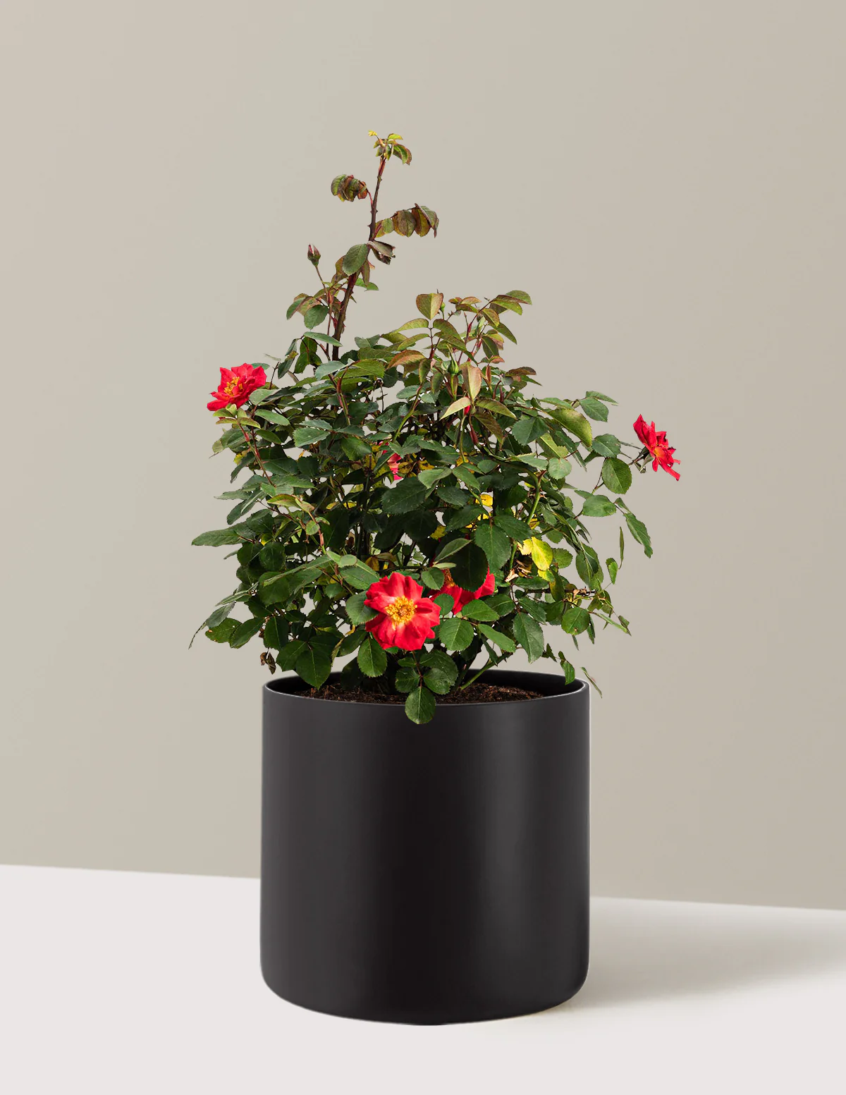 Cinnamon Hearts™ Rose - Image 9