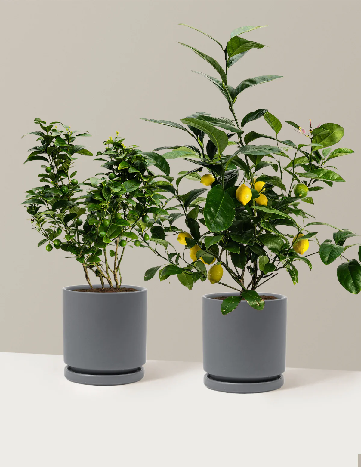 Citrus Lovers Bundle - Image 10