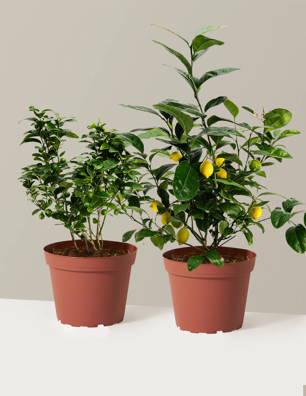 Citrus Lovers Bundle - Image 11