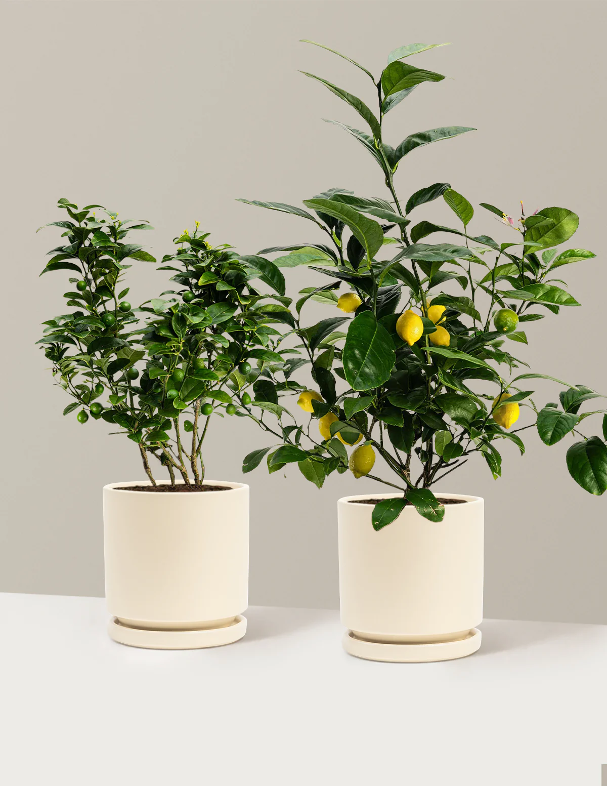 Citrus Lovers Bundle - Image 12