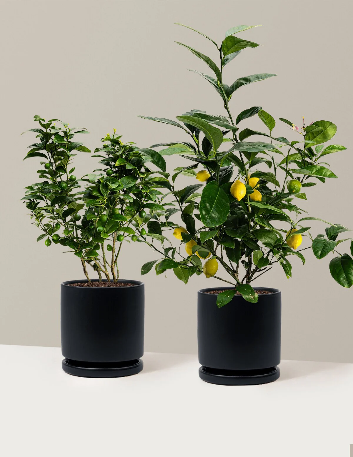 Citrus Lovers Bundle - Image 13