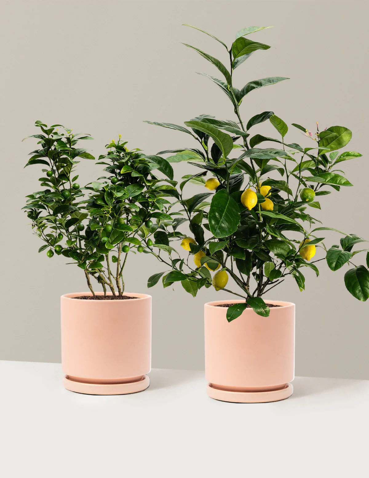 Citrus Lovers Bundle - Image 14