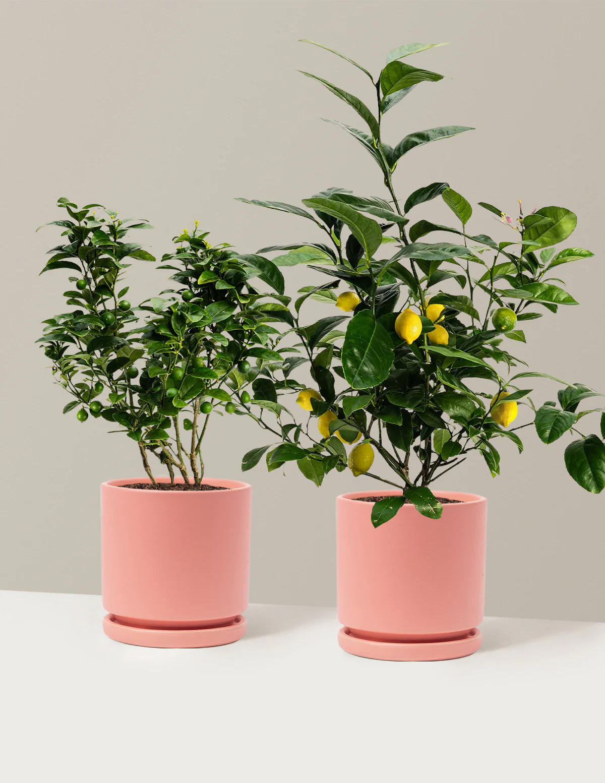 Citrus Lovers Bundle - Image 15