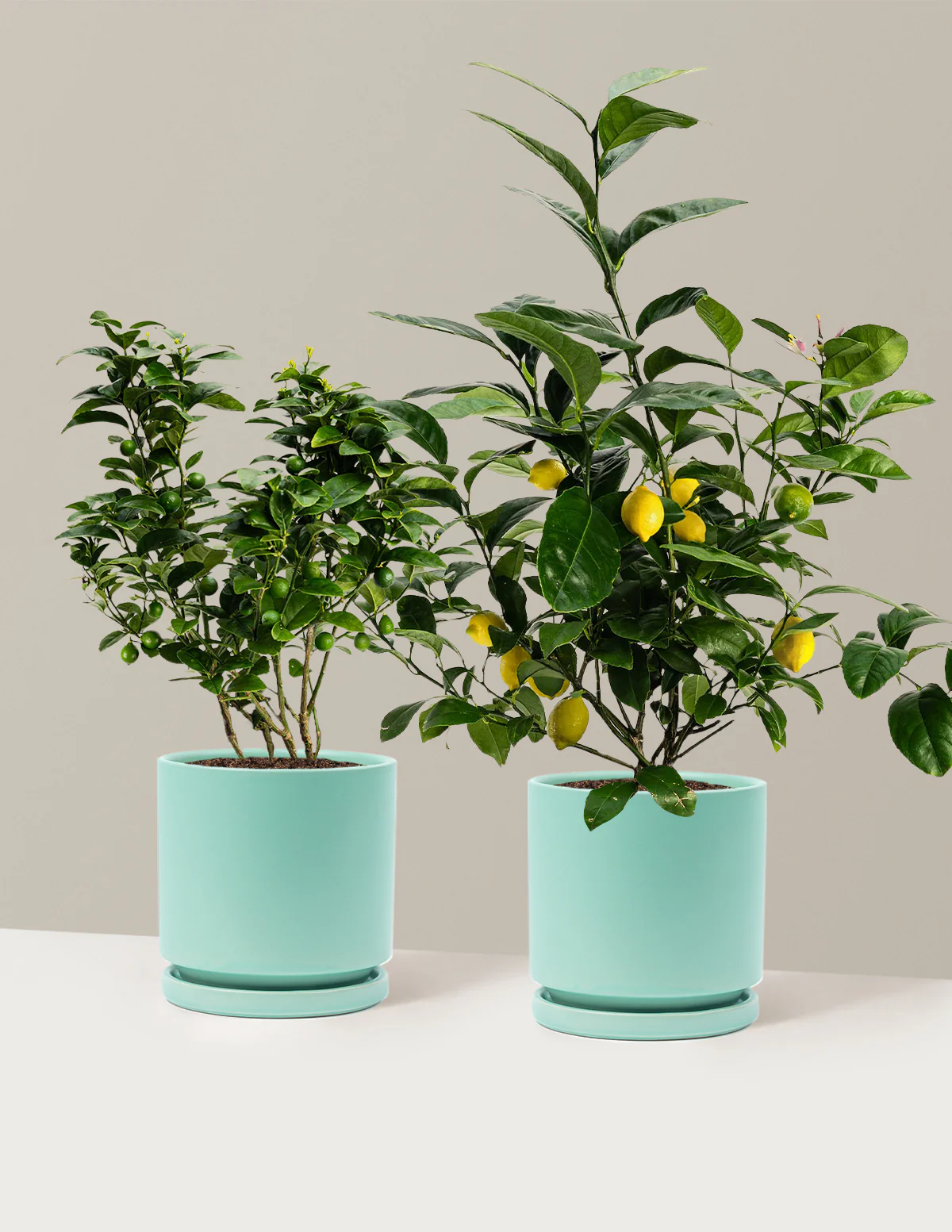 Citrus Lovers Bundle - Image 16