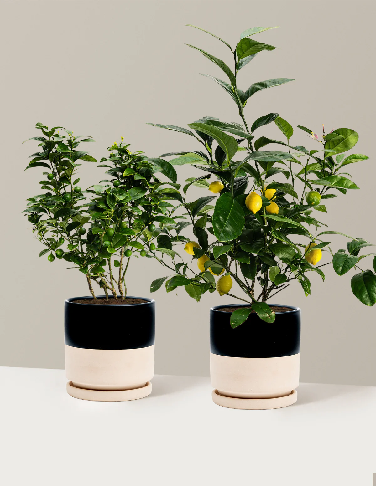 Citrus Lovers Bundle - Image 3