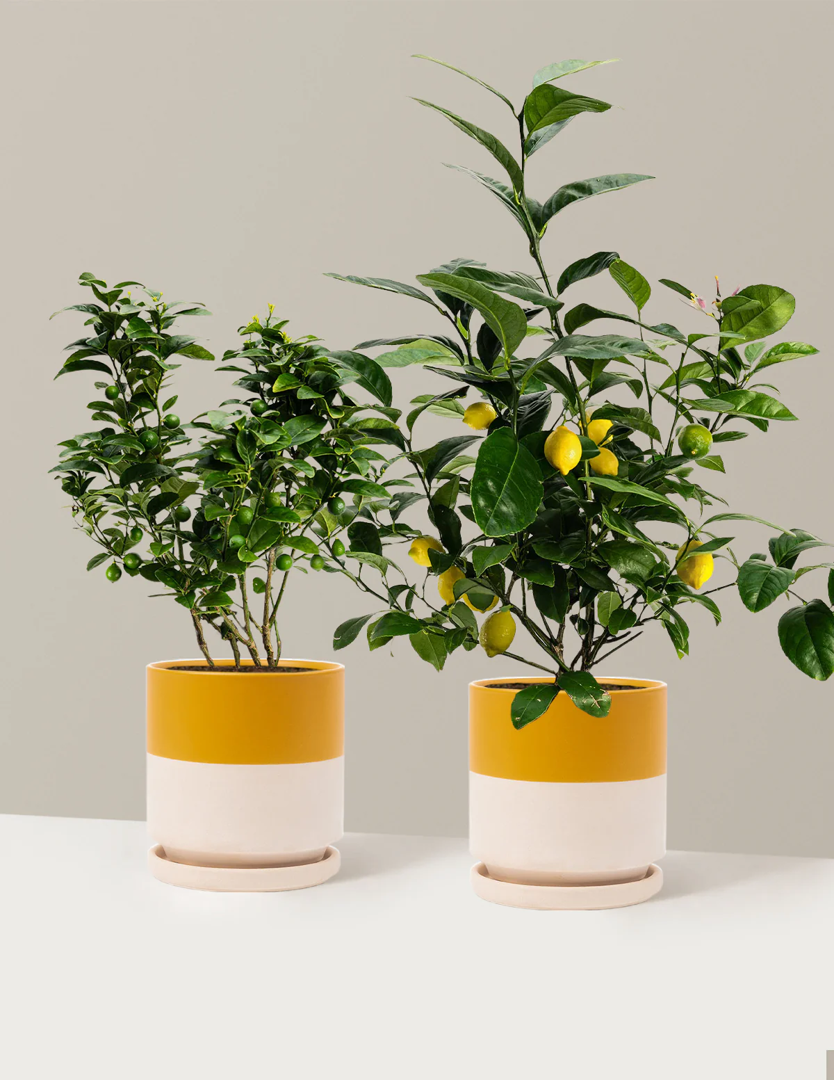 Citrus Lovers Bundle - Image 9