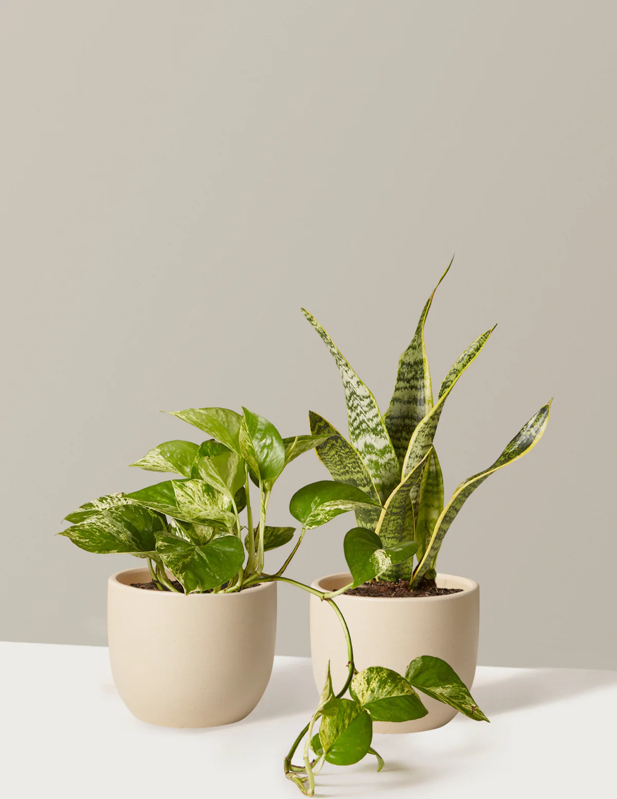 The Classic Duo - Image 3